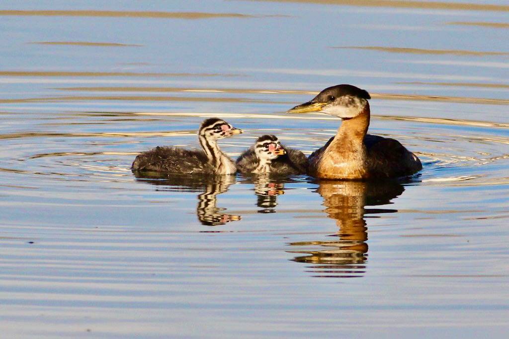 Red-necked Grebes by dfaulder is licensed under CC BY 2.0.